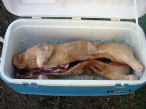 Pig Roast