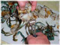 Crab Preparation