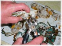 Crab Preparation