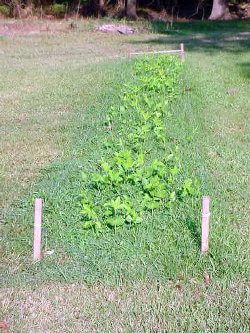Purple Hull Peas