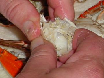 Peeling Crabs