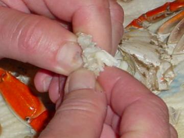 Peeling Crabs