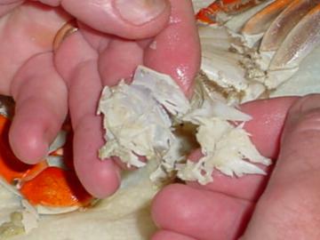 Peeling Crabs