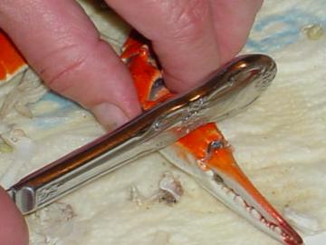 Peeling Crabs