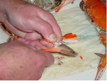 Peeling Crabs