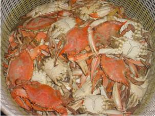 Boiled Crabs