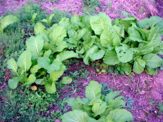 Mustard Greens