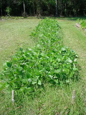 Planting Peas